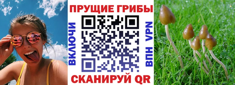Псилоцибиновые грибы Psilocybe купить цена Белгород